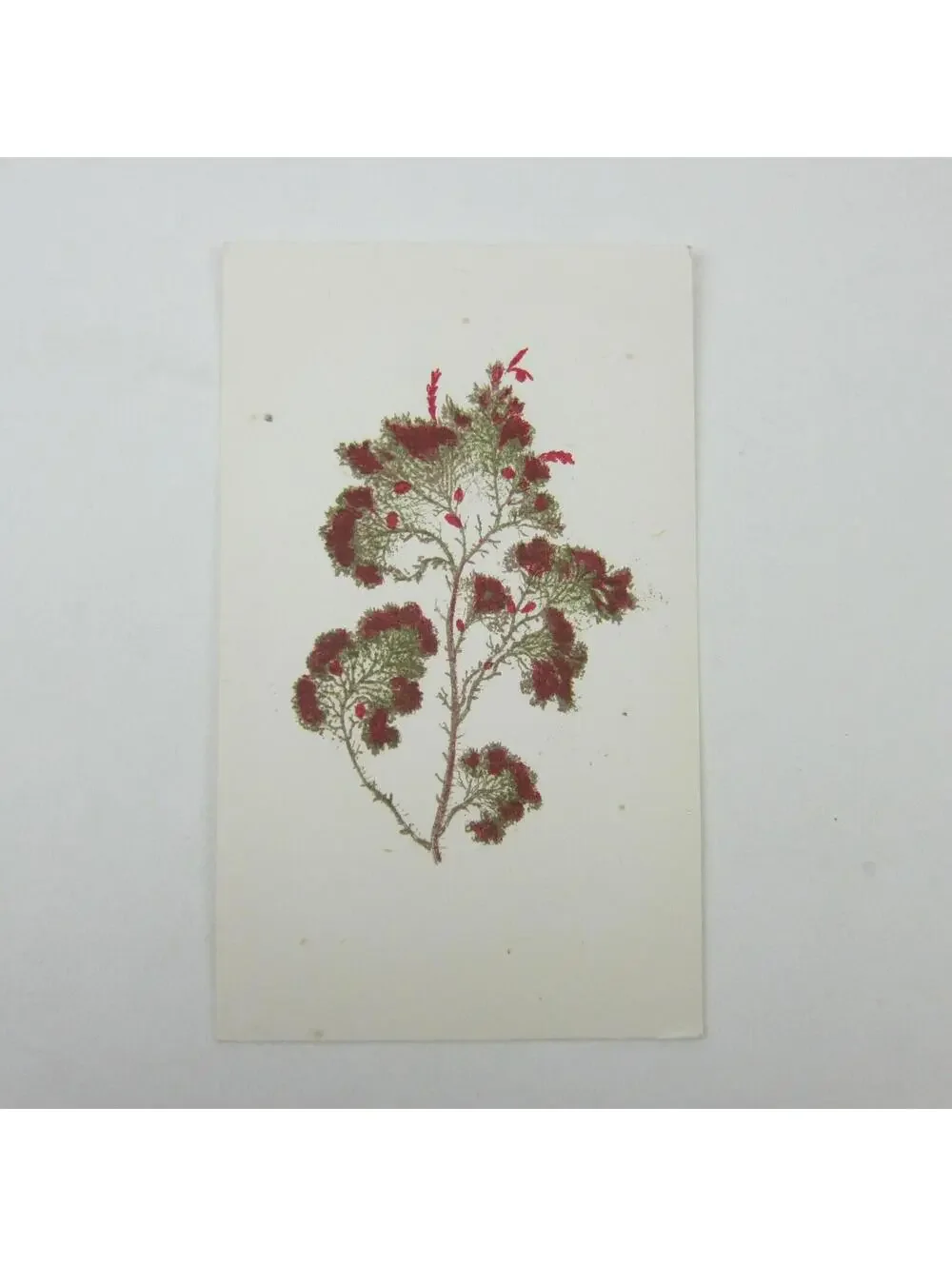 Antique Art Print Seaweed Algae Marine Botanical Album Card Red & Green 3